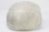 Fossil Tortoise (Stylemys) - Wyoming #197486-3